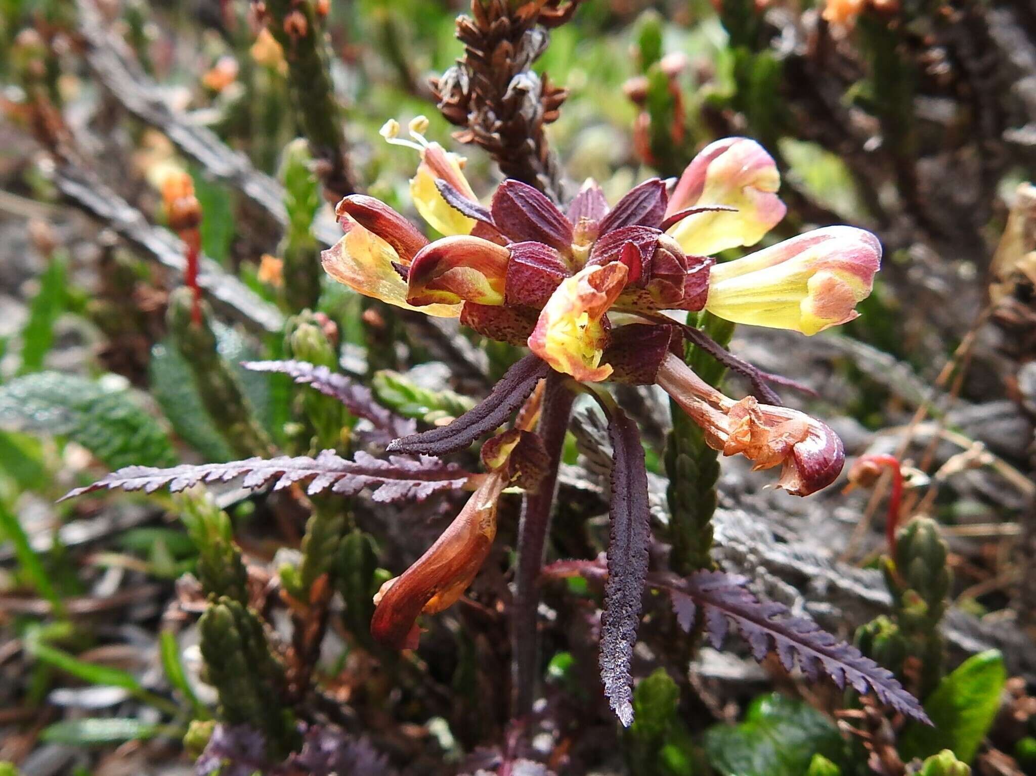 Image of Pedicularis labradorica var. labradorica