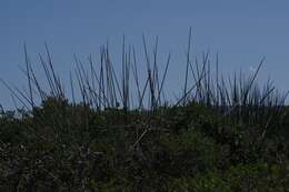 Image of African desert banana