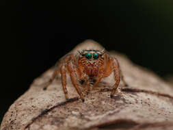 Image of Evarcha flavocincta (C. L. Koch 1846)