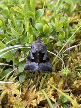 Image of Syngrapha orophila Hampson 1908