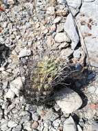 Image of Chihuahuan Fishhook Cactus