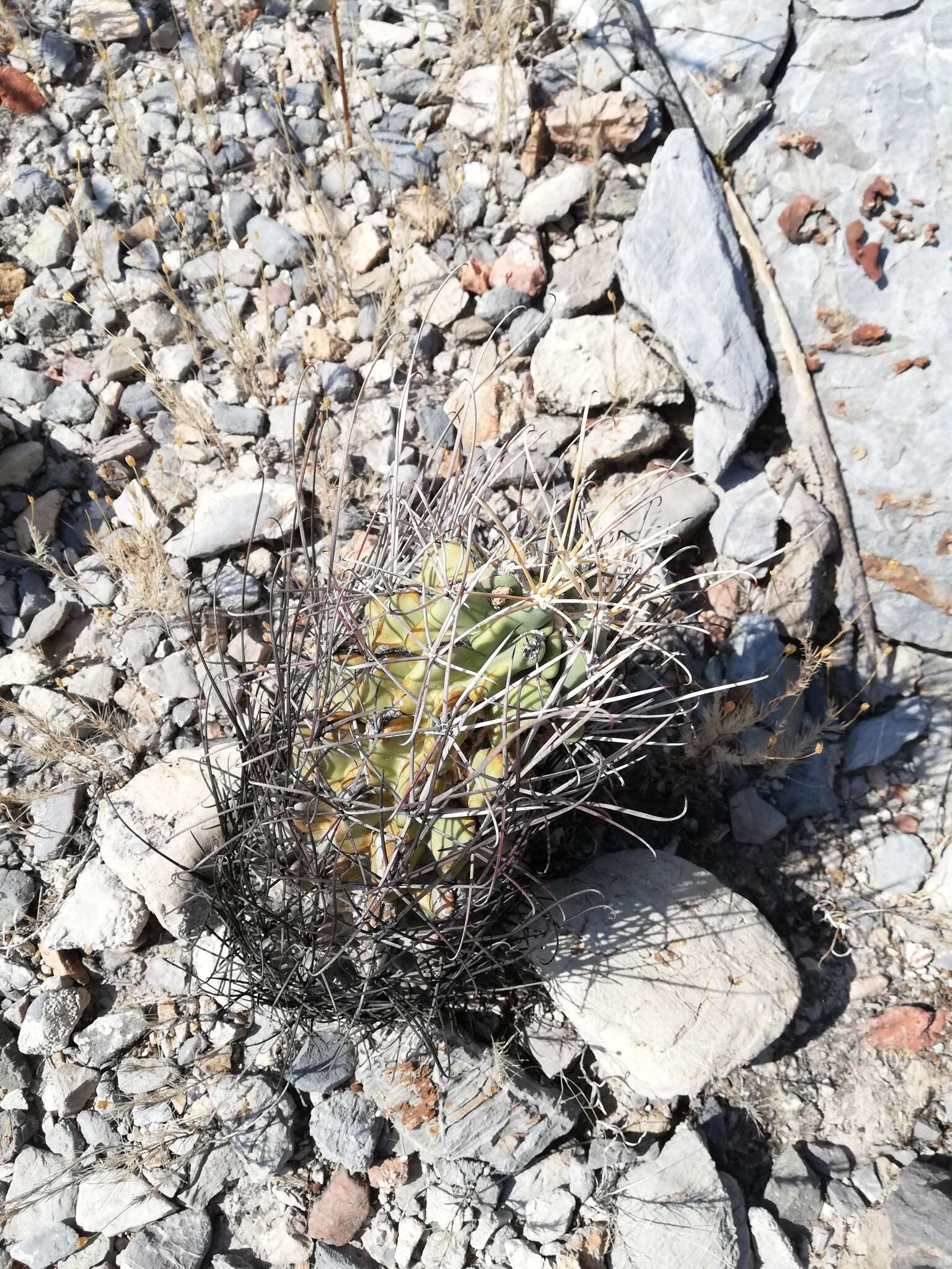 Image of Chihuahuan Fishhook Cactus