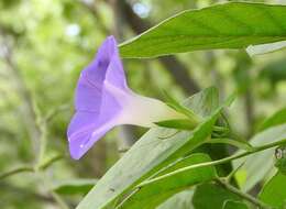 Ipomoea meyeri (Spreng.) G. Don resmi