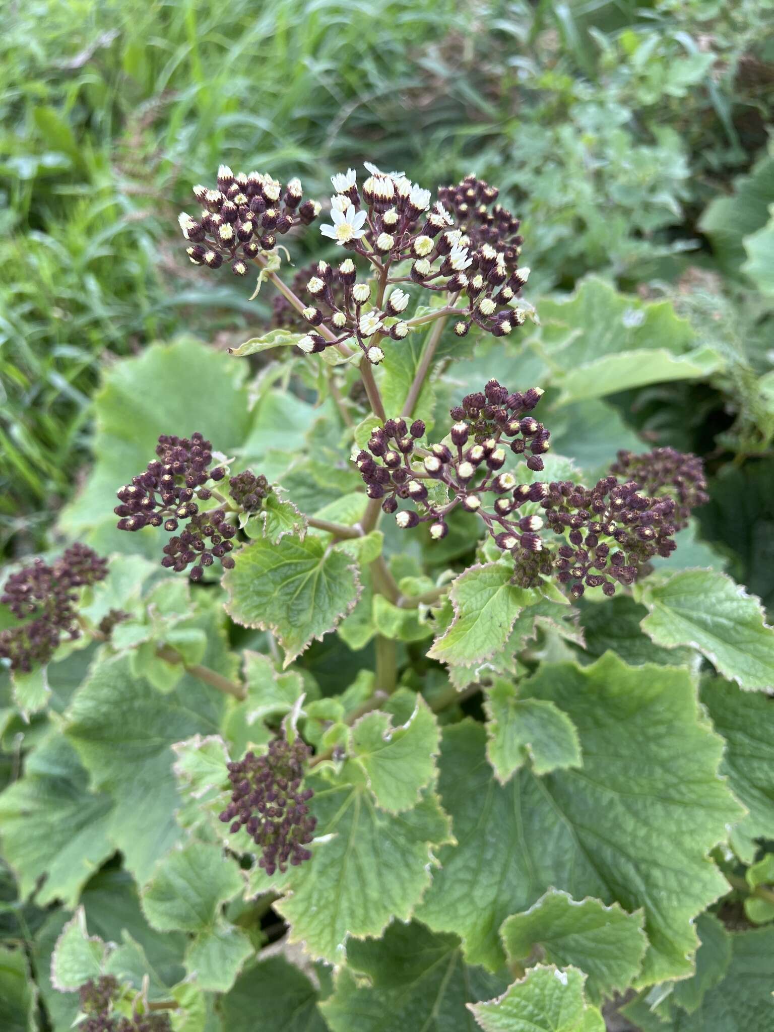 Image of Pericallis murrayi (Bornm.) B. Nord.