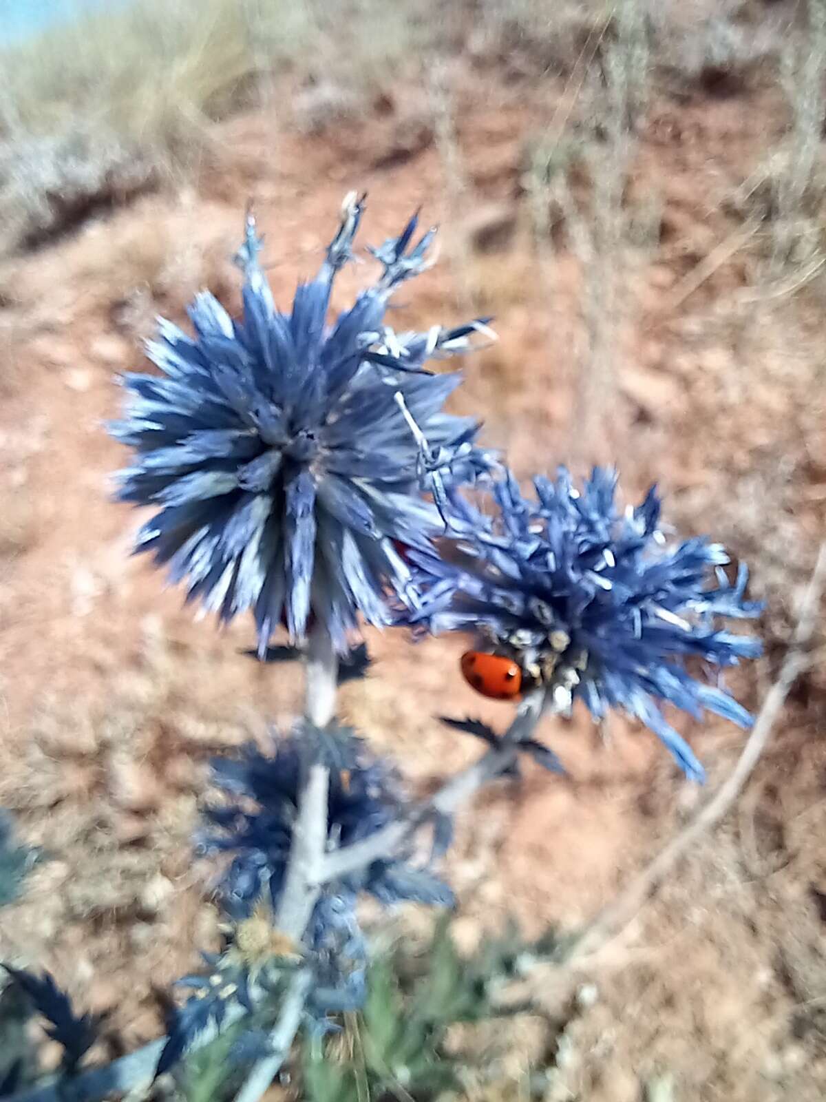 Echinops tataricus的圖片