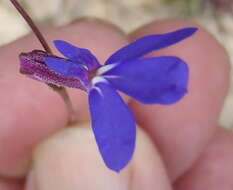 Image of Buck's horn lobelia