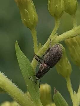 Image of Clover Root Weevil