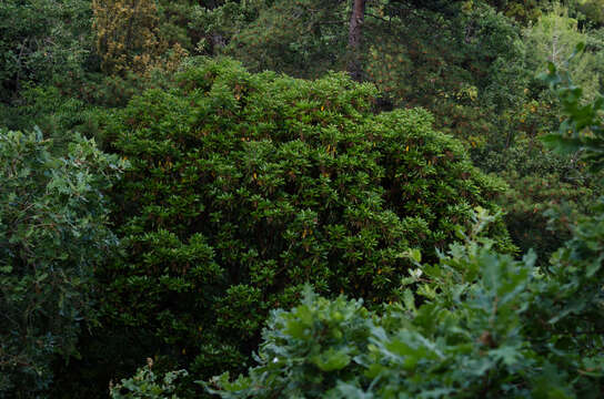 Image of Arbutus andrachne L.