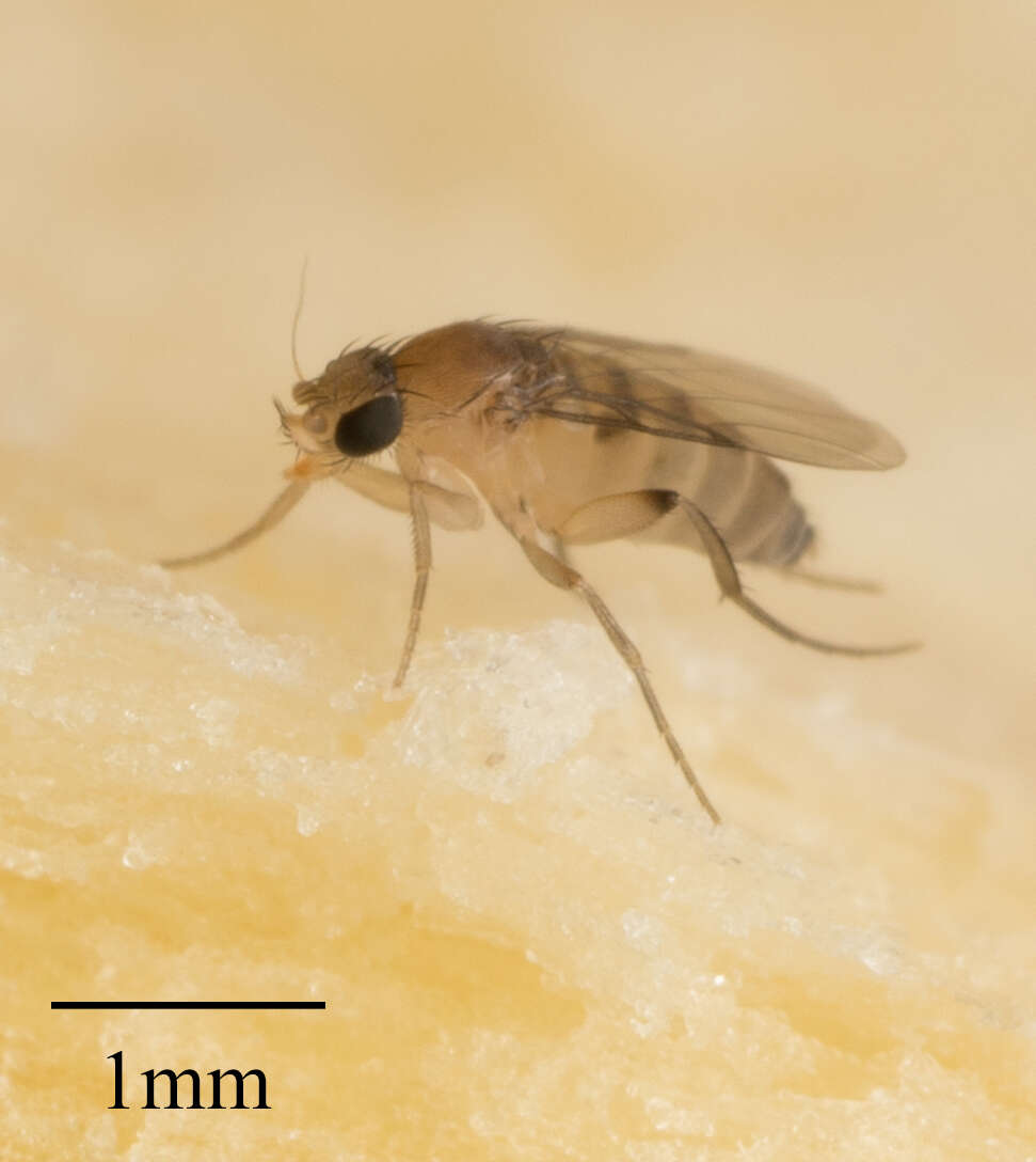 Image of Scuttle fly