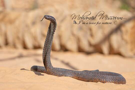 Image of Egyptian Cobra