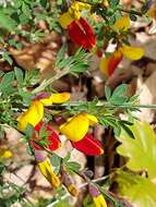 Image of Scotch broom