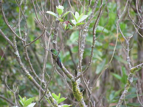 Image of Glowing Puffleg