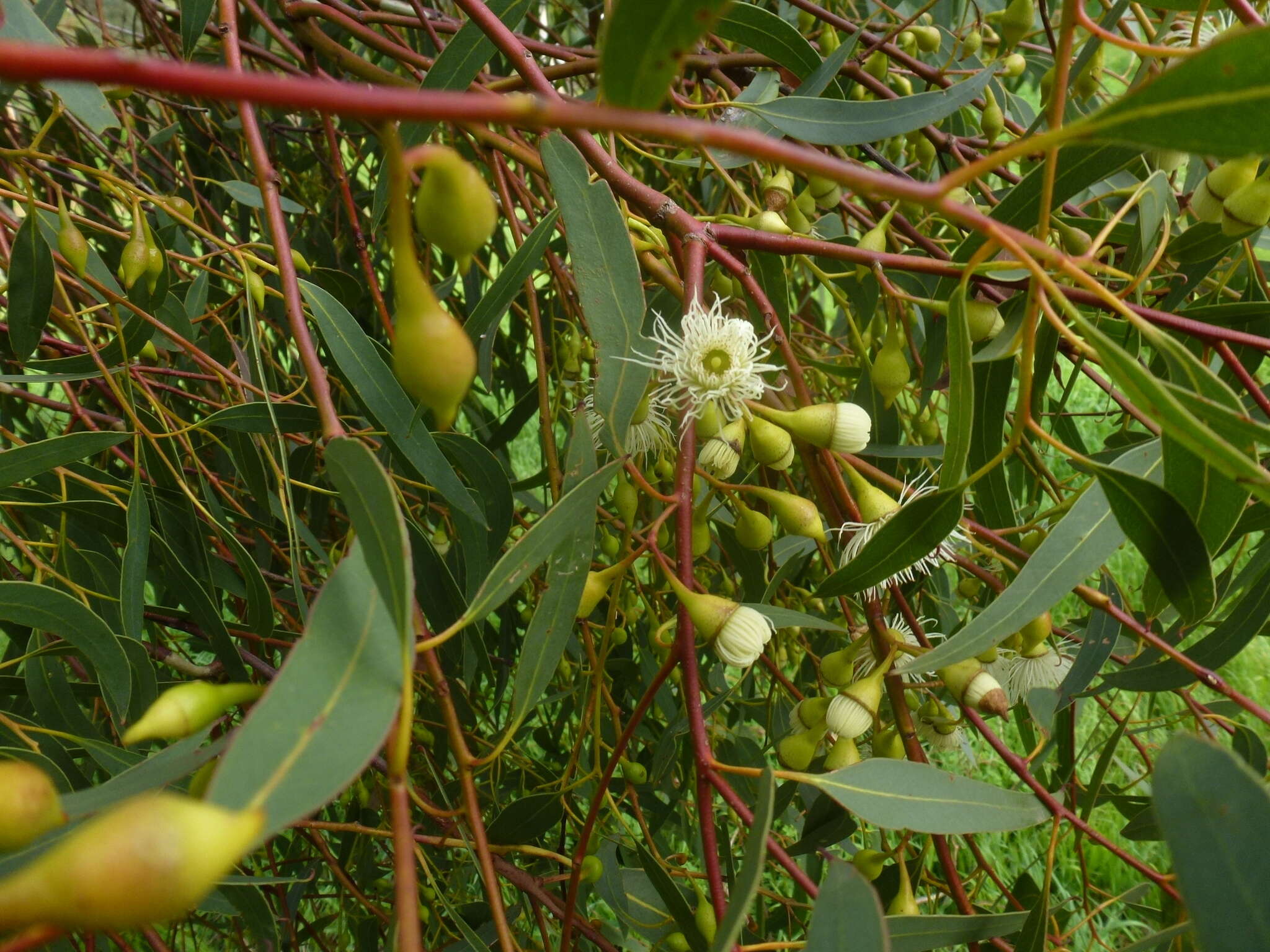 Image de Eucalyptus leucoxylon subsp. leucoxylon