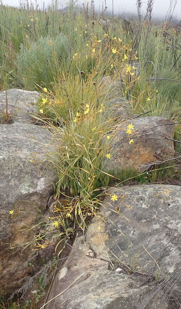 Image of Bobartia paniculata G. J. Lewis