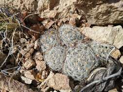 Image of Mammillaria boolii G. E. Linds.