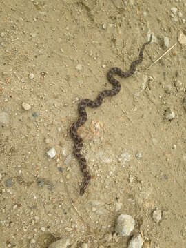 Image of Prairie Kingsnake