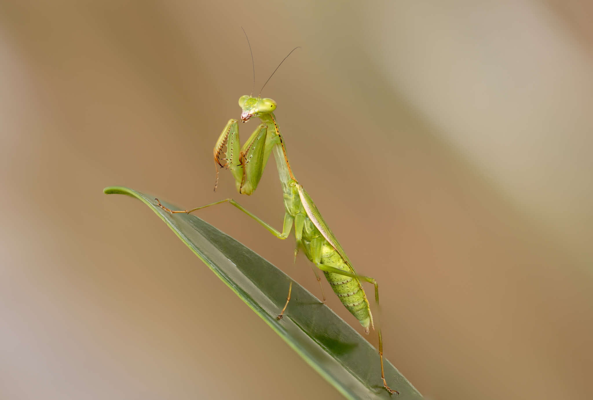Слика од Callimantis antillarum Saussure 1859