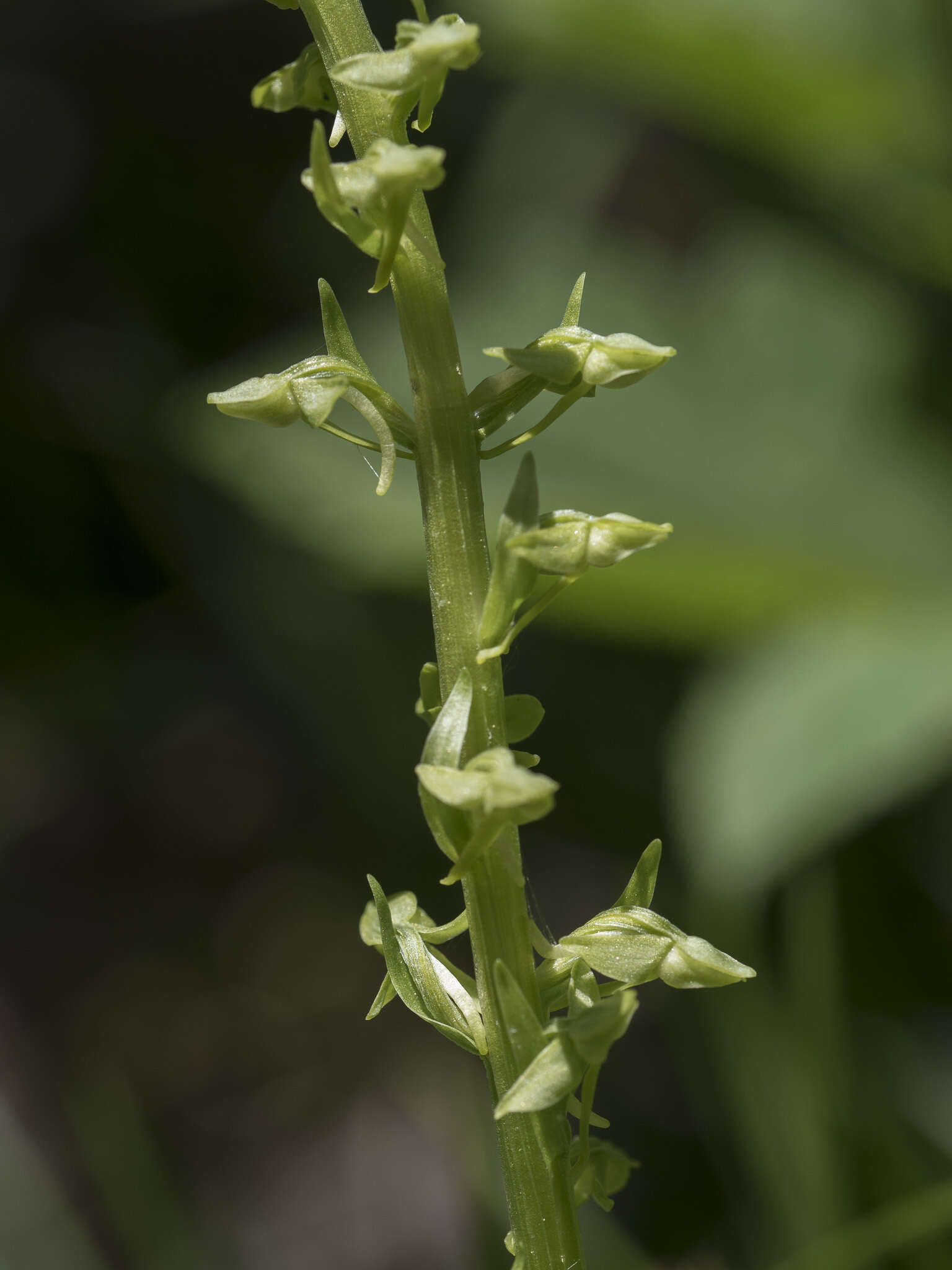 Image of Canyon Bog Orchid