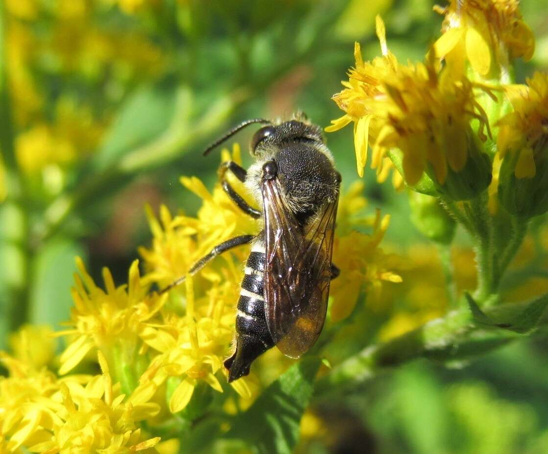 Imagem de Coelioxys alatus Förster 1853