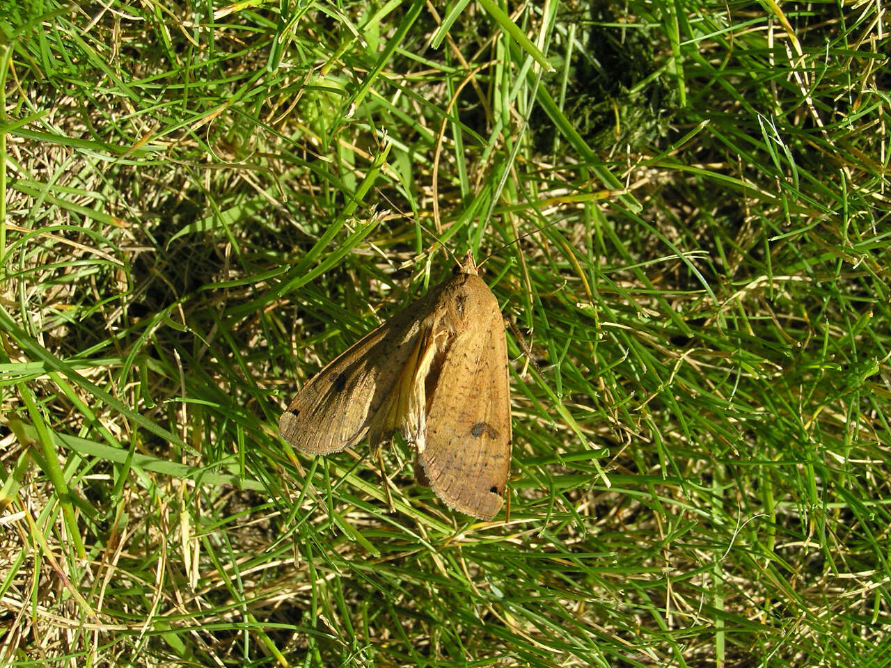 Image of Large Yellow Underwing