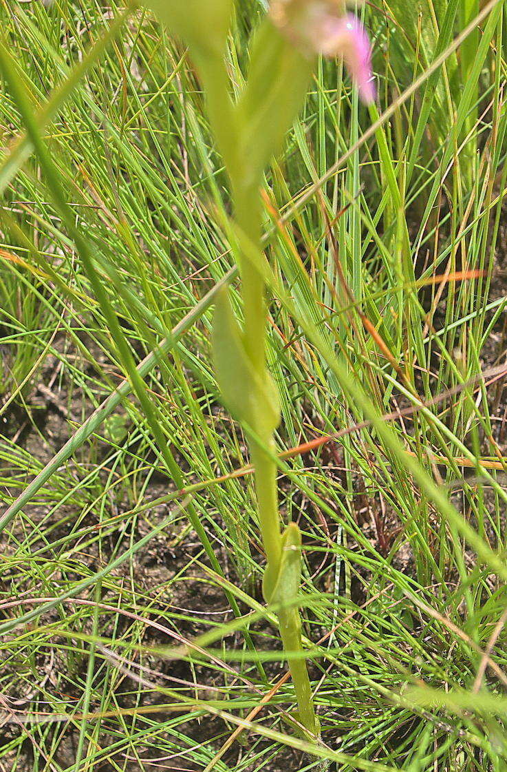 Image of Greendown Kappie