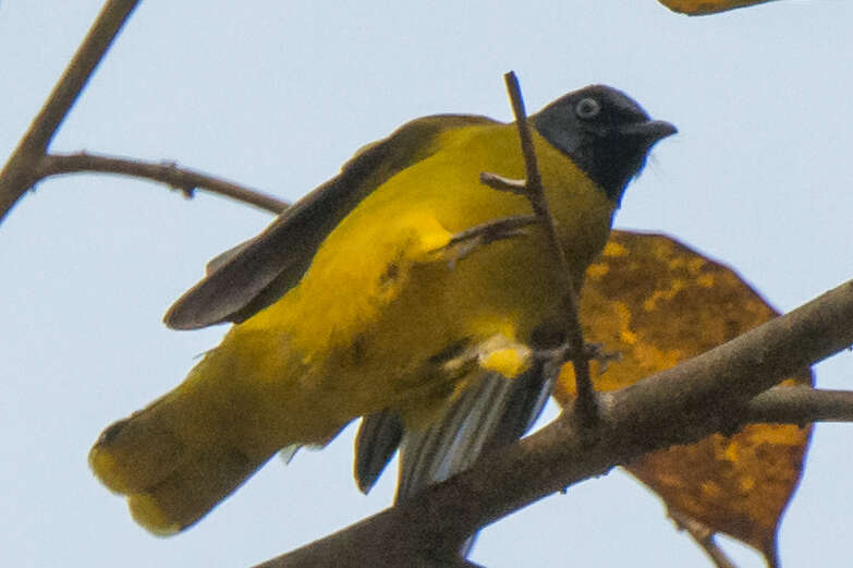 Image of Black-headed Bulbul