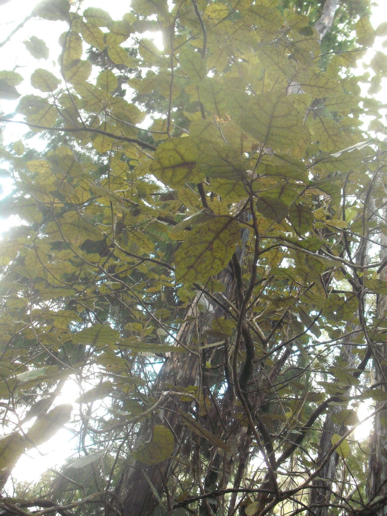 Image of Olearia rani (A. Cunn.) Druce