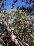 Image of Eucalyptus cunninghamii Sweet