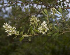 Image of Escallonia revoluta (Ruiz & Pav.) Pers.