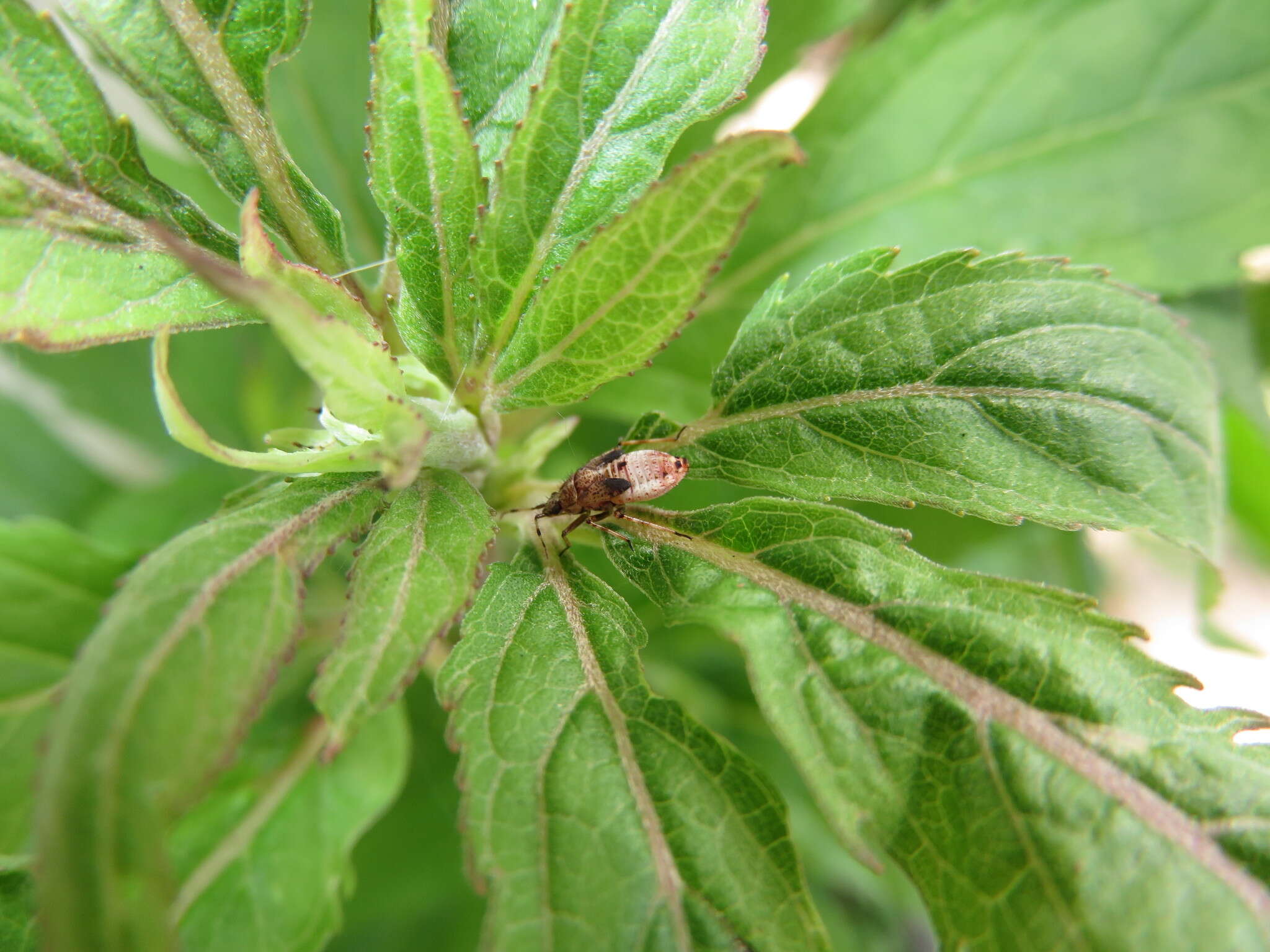 Image of Deraeocoris flavilinea (A. Costa 1862)