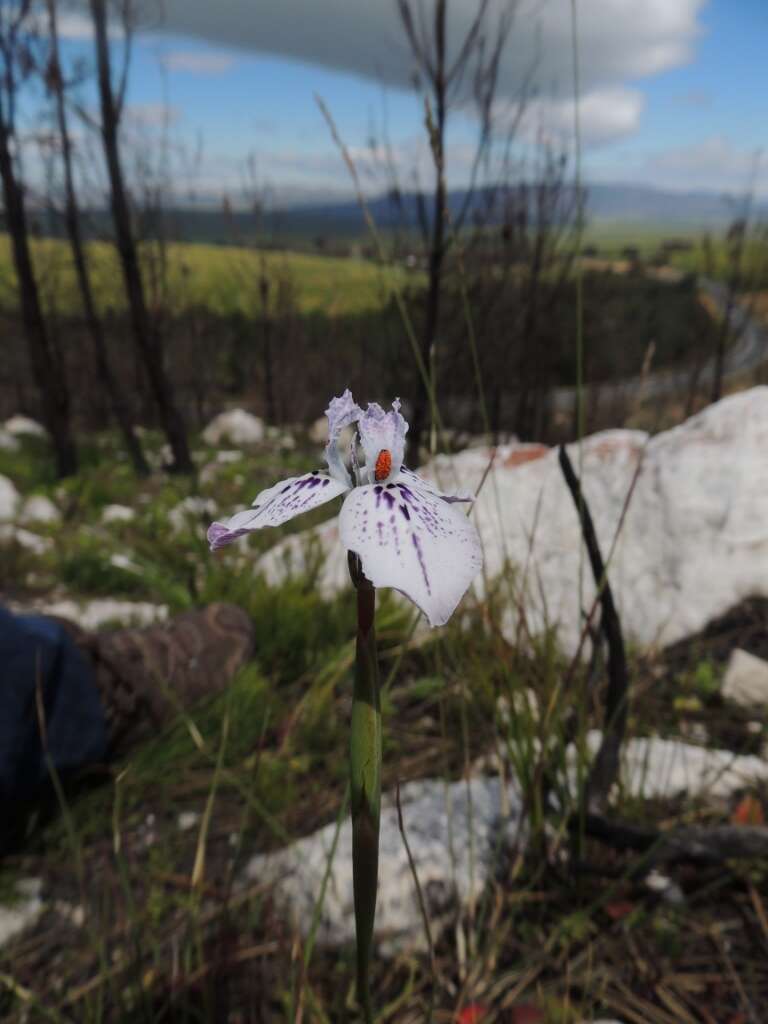 Moraea longiaristata Goldblatt resmi