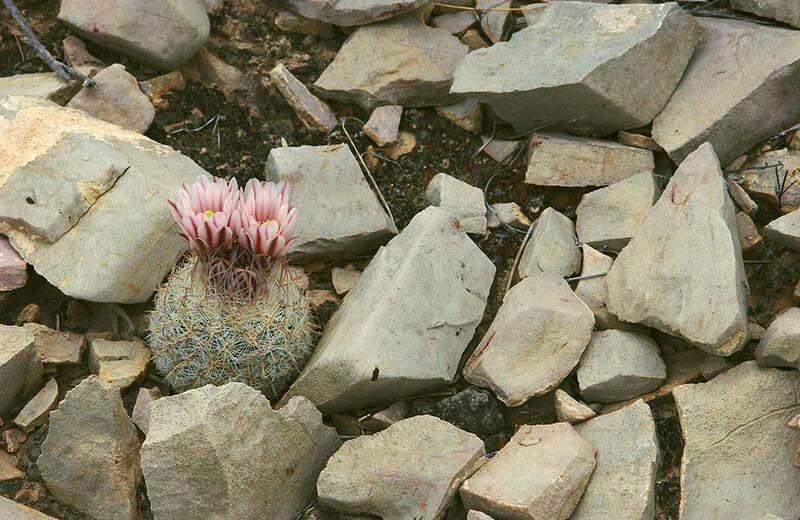 Image of Lloyd's Mariposa cactus