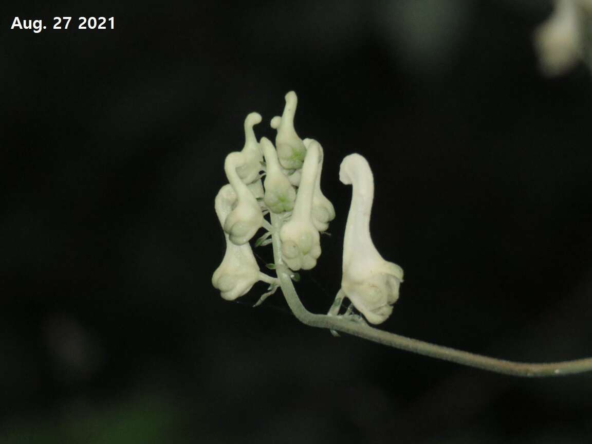 Imagem de Aconitum longecassidatum Nakai