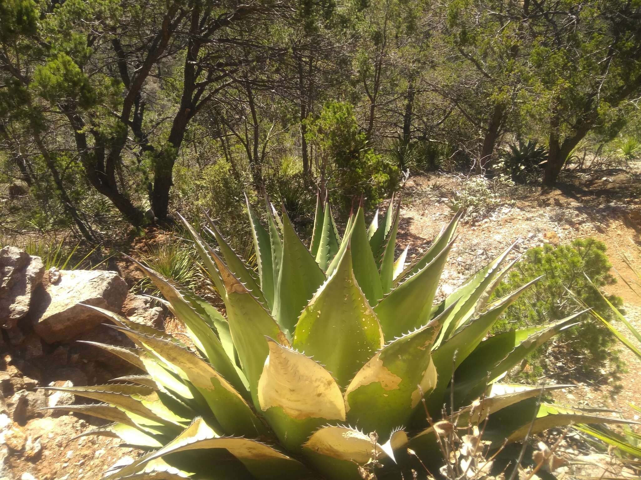 Image of Agave gentryi B. Ullrich