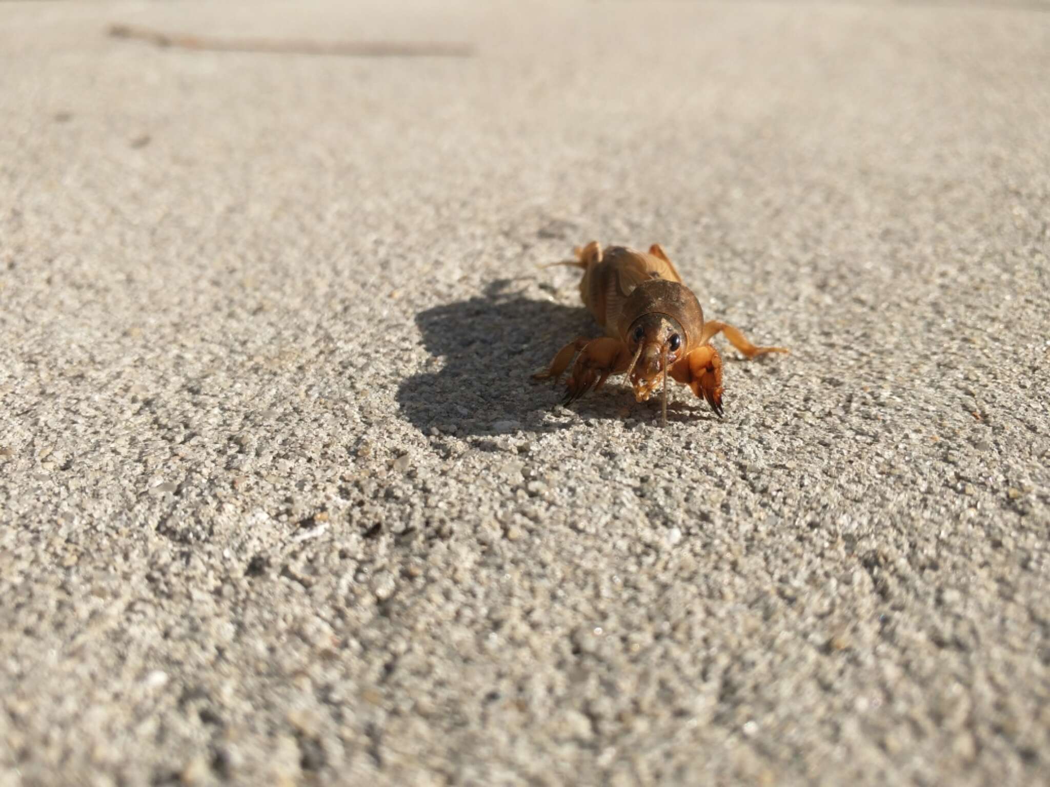 Image of Tawny Mole Cricket