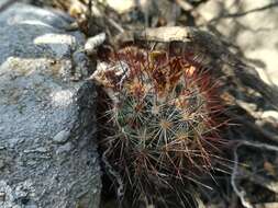 Image of junior Tom Thumb cactus