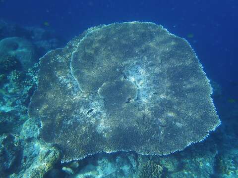 Image of Brush Coral