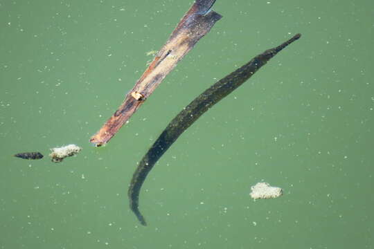 Image of Dusky pipefish