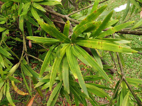 Podocarpus nakaii Hayata resmi