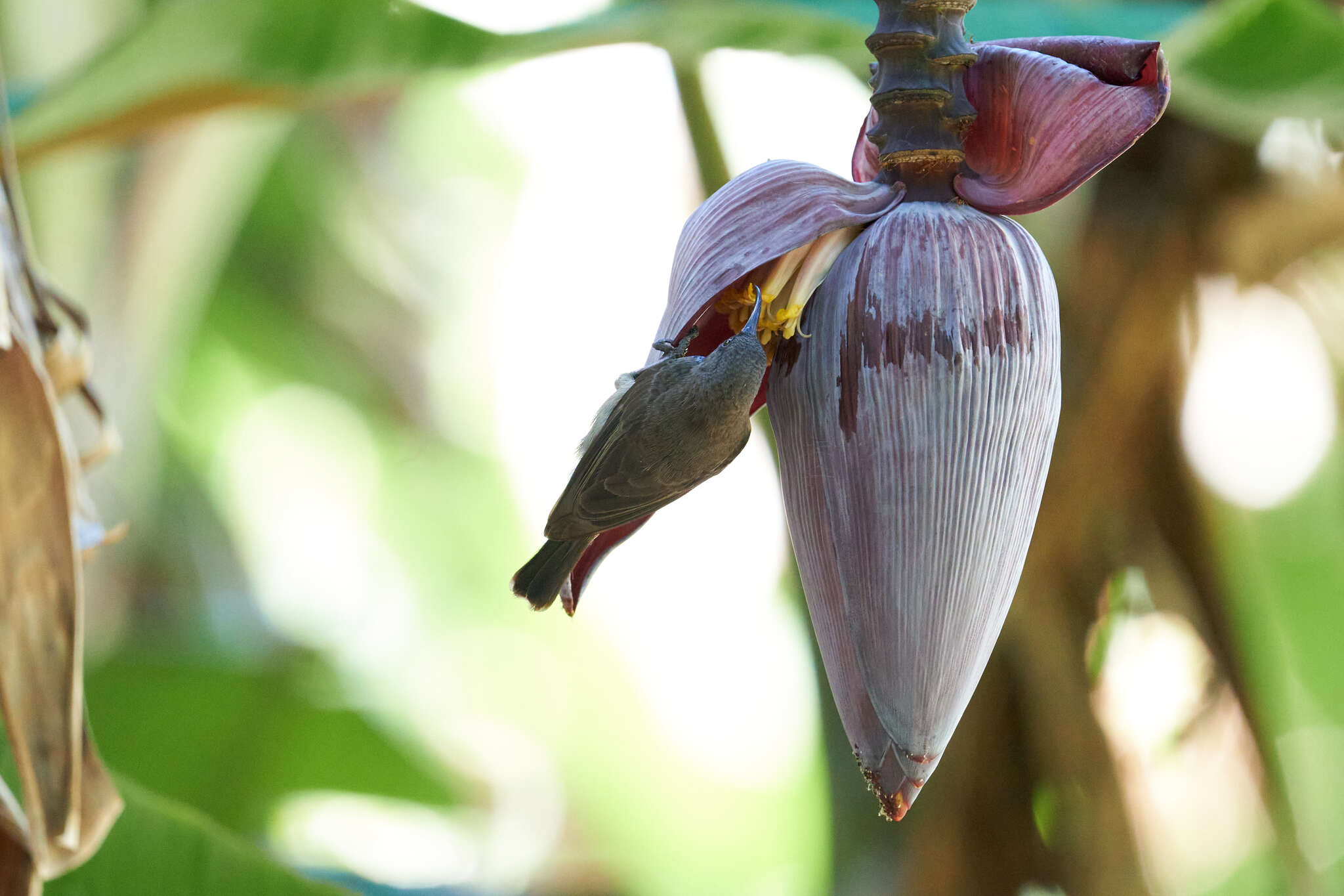 Image of Seychelles Sunbird