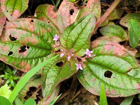 Aciotis ornata (Miq.) Gleason的圖片