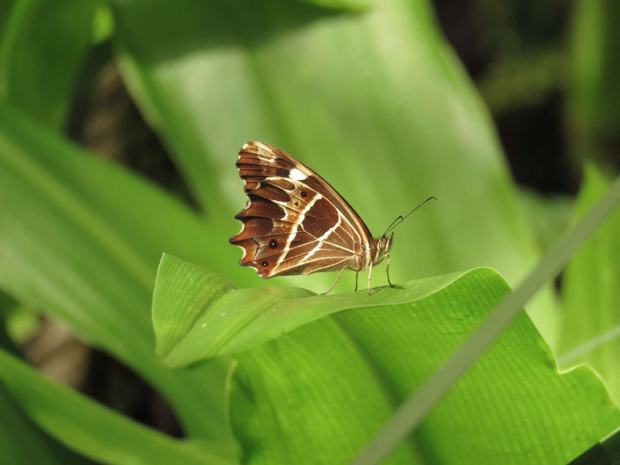 Image de <i>Oxeoschistus tauropolis</i>