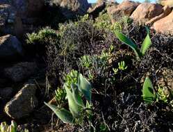 Image of Haemanthus dasyphyllus Snijman