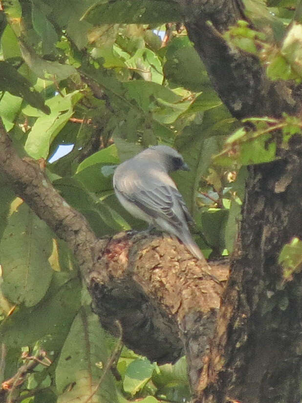 Image of Large Cuckoo-shrike