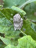 Image of African Foam-nest Treefrog