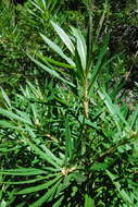 Imagem de Brachylaena neriifolia (L.) R. Br.