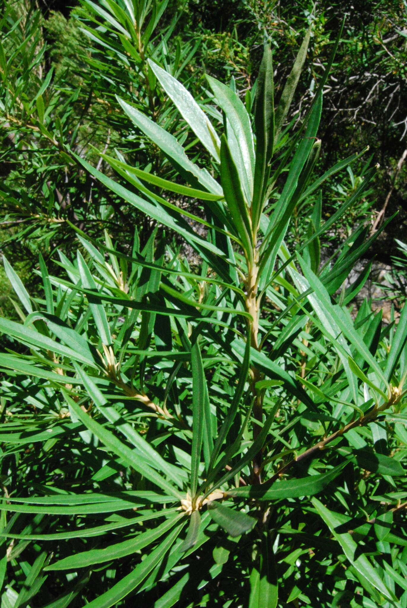 Imagem de Brachylaena neriifolia (L.) R. Br.