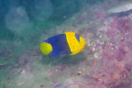 Image of Bicolor Angelfish