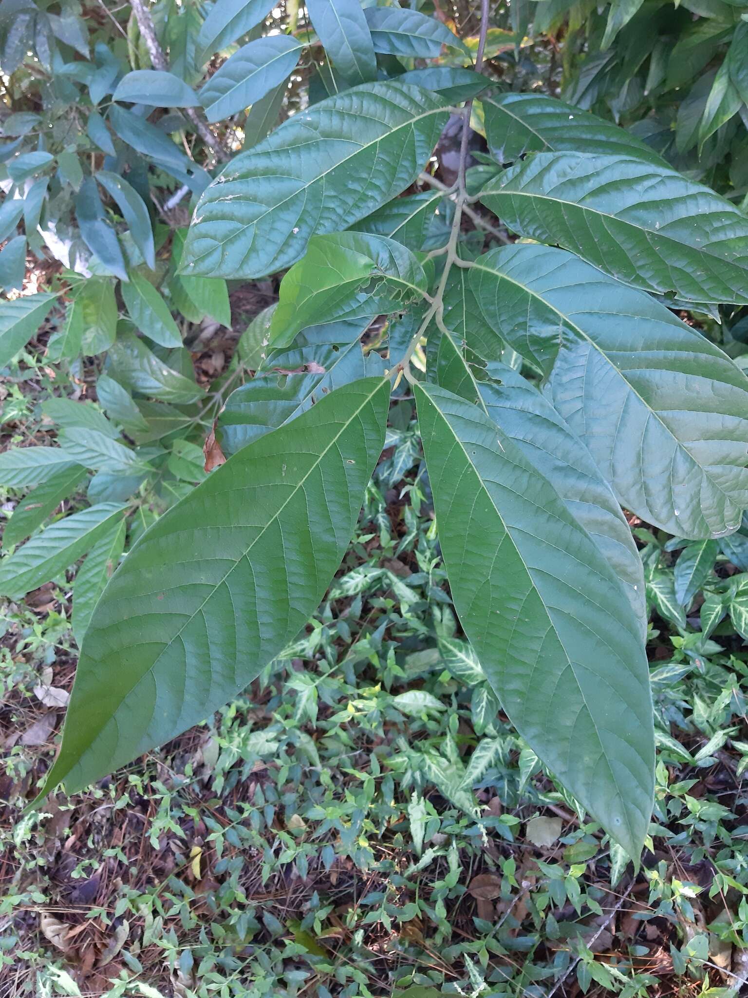 Image of Nectandra oppositifolia Nees & Mart. ex Nees