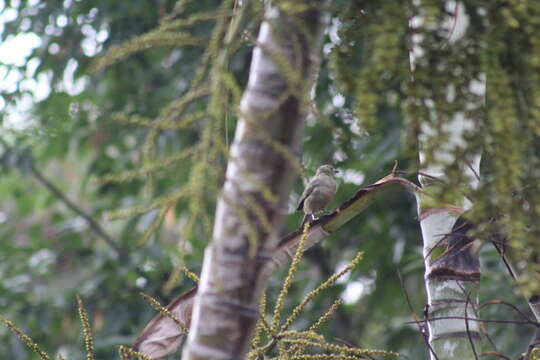 صورة Thraupis palmarum atripennis Todd 1922